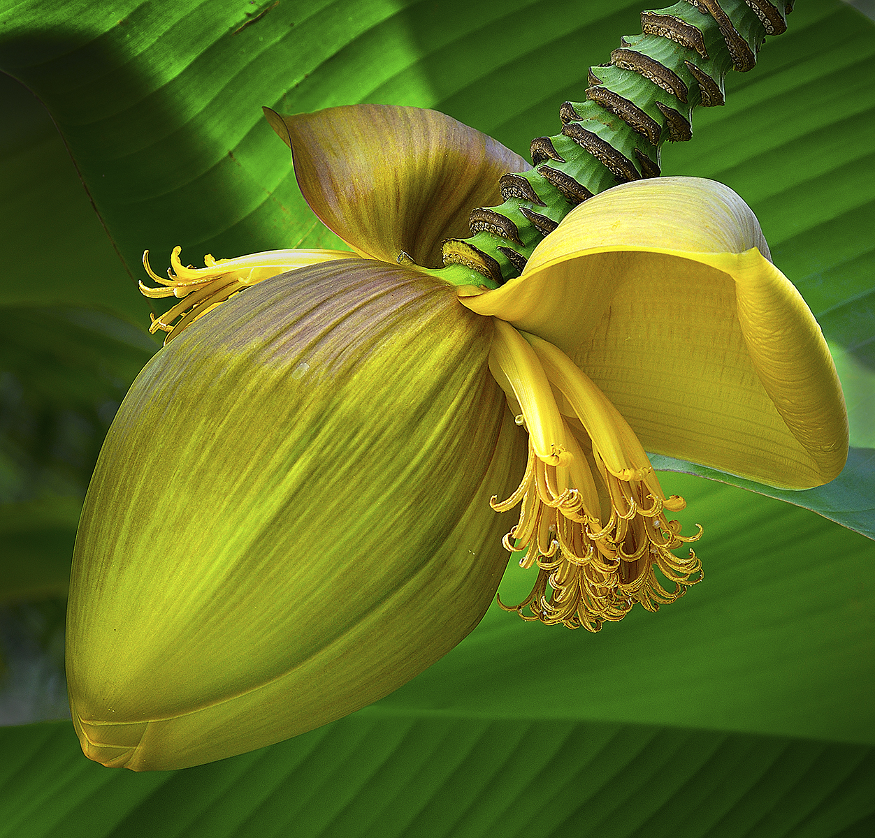 Banana Flower image stacking. 