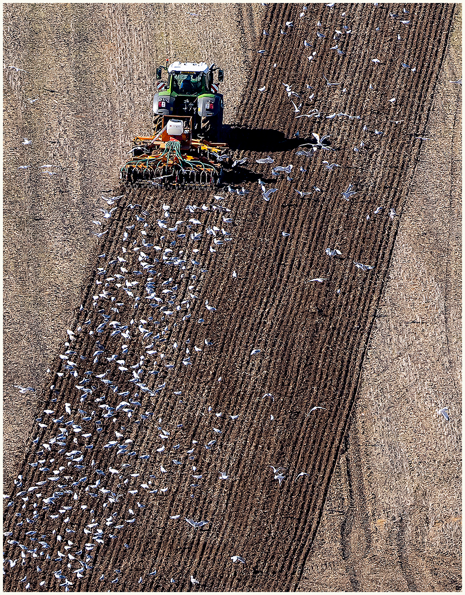 Gulls 