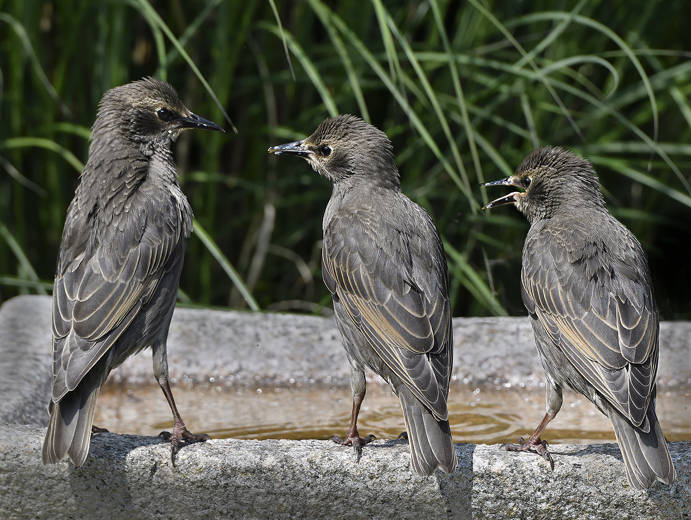 Young Starlings in our garden. 