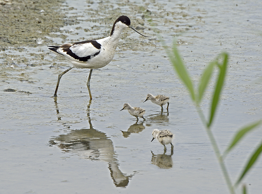 Avocet with new chicks Titchfield Haven 