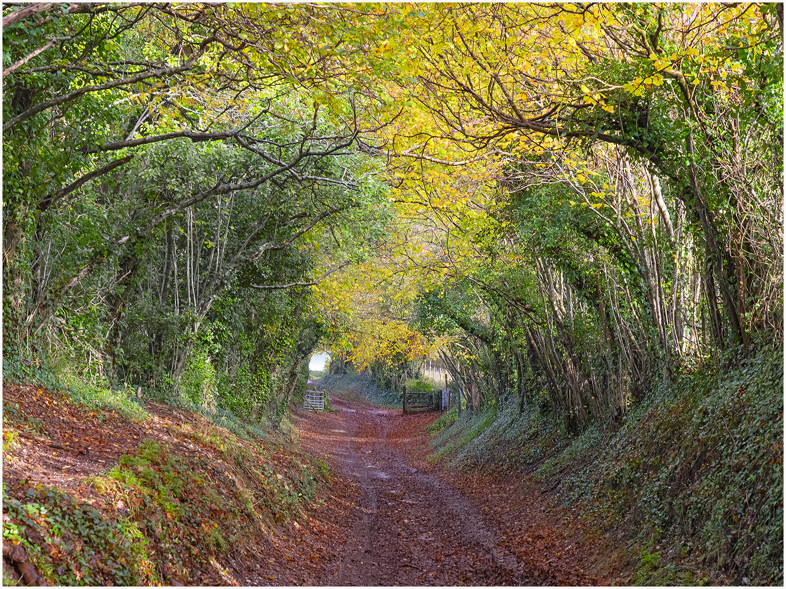 Autumn Mill Lane, Halnaker, W Sussex 