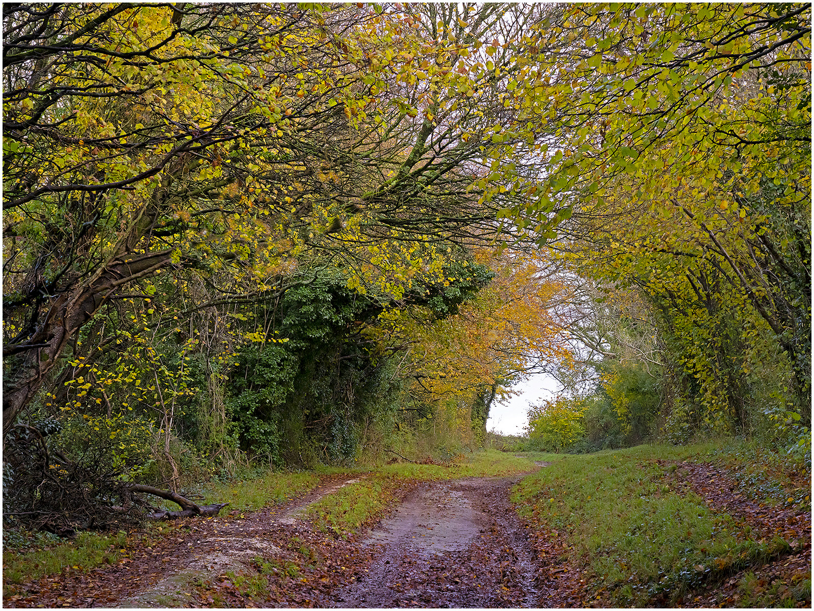 Autumn Sony A1 Camera with 24-105mm lens 