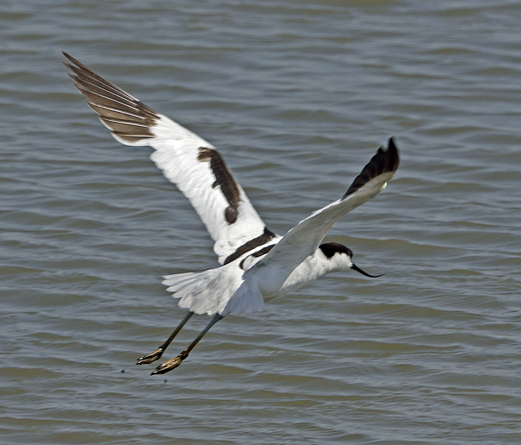 Avocet, perhaps I will! 