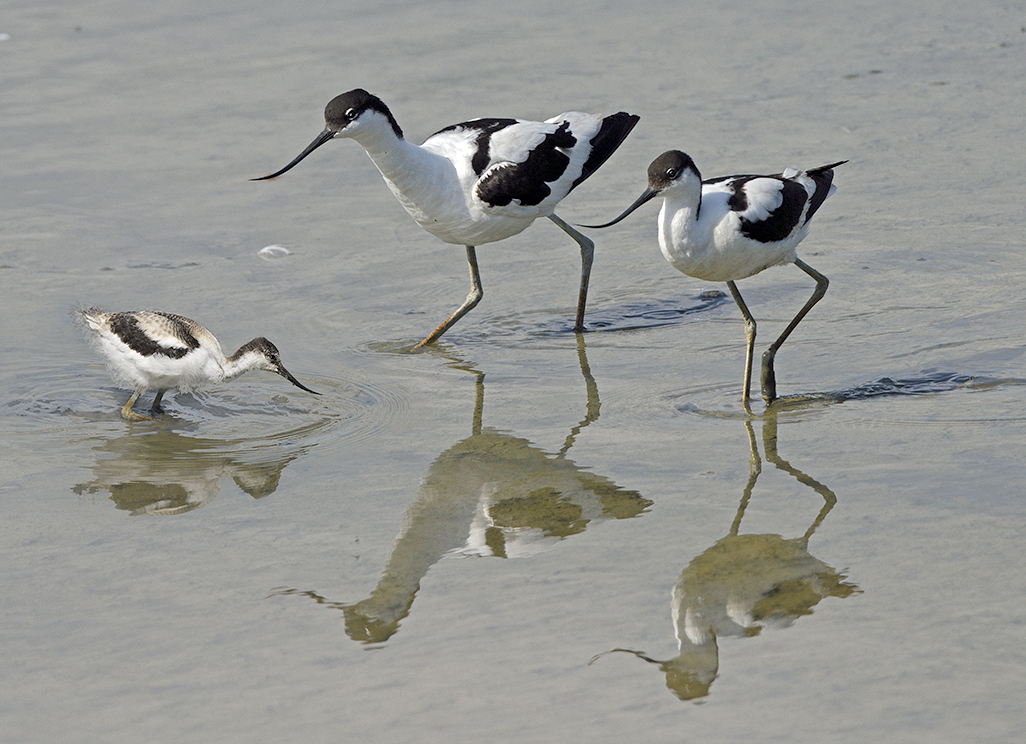 Avocet Parents with Young 