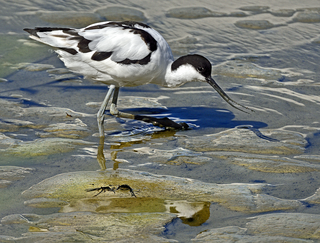 Avocet 