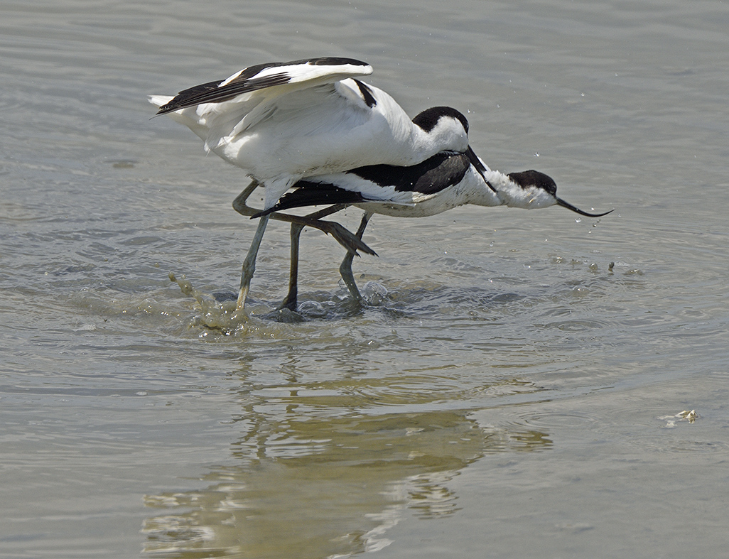 Avocets, I told you to go away! 