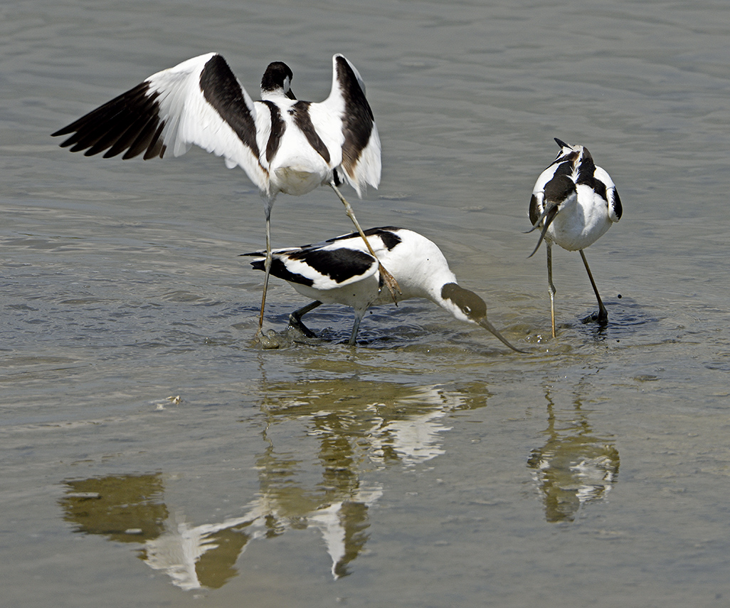 Avocet protecting the chicks from a third Avocet. 