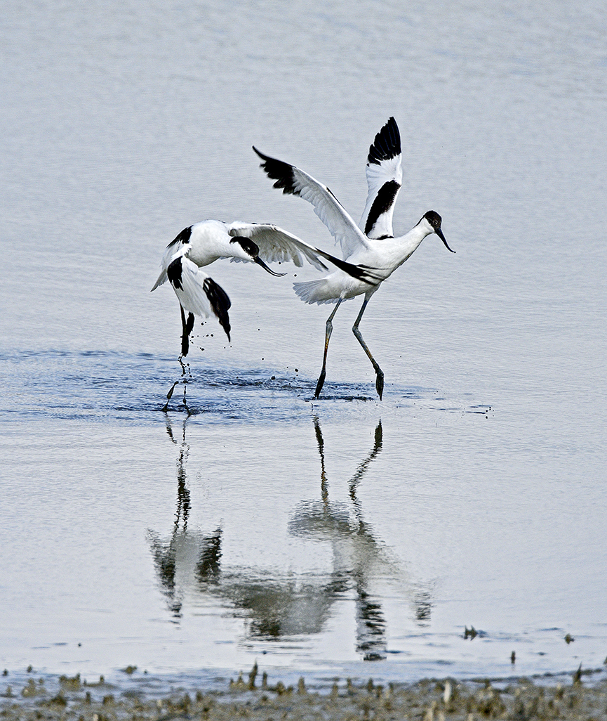 Avocets, more aggressive action! 