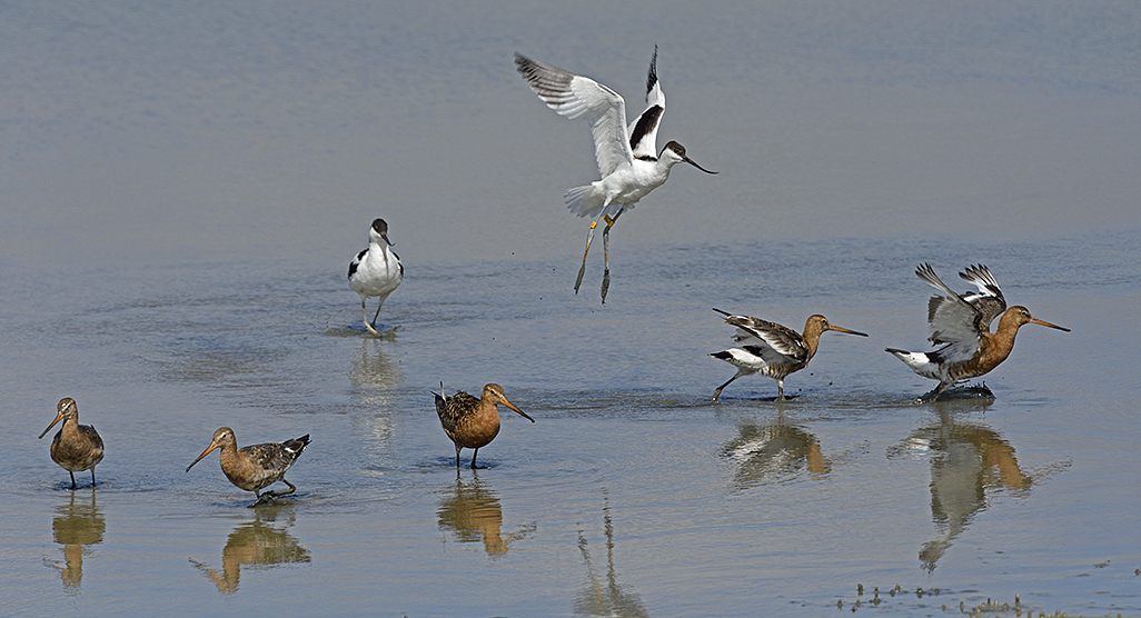 Avocets With Godwits 