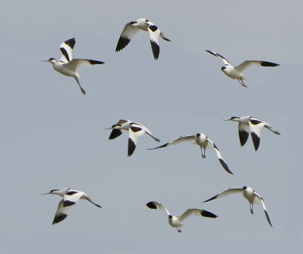 Avocets in Poole Harbour 