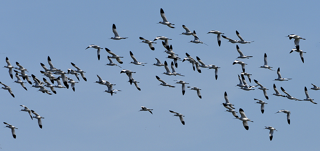 Avocets 