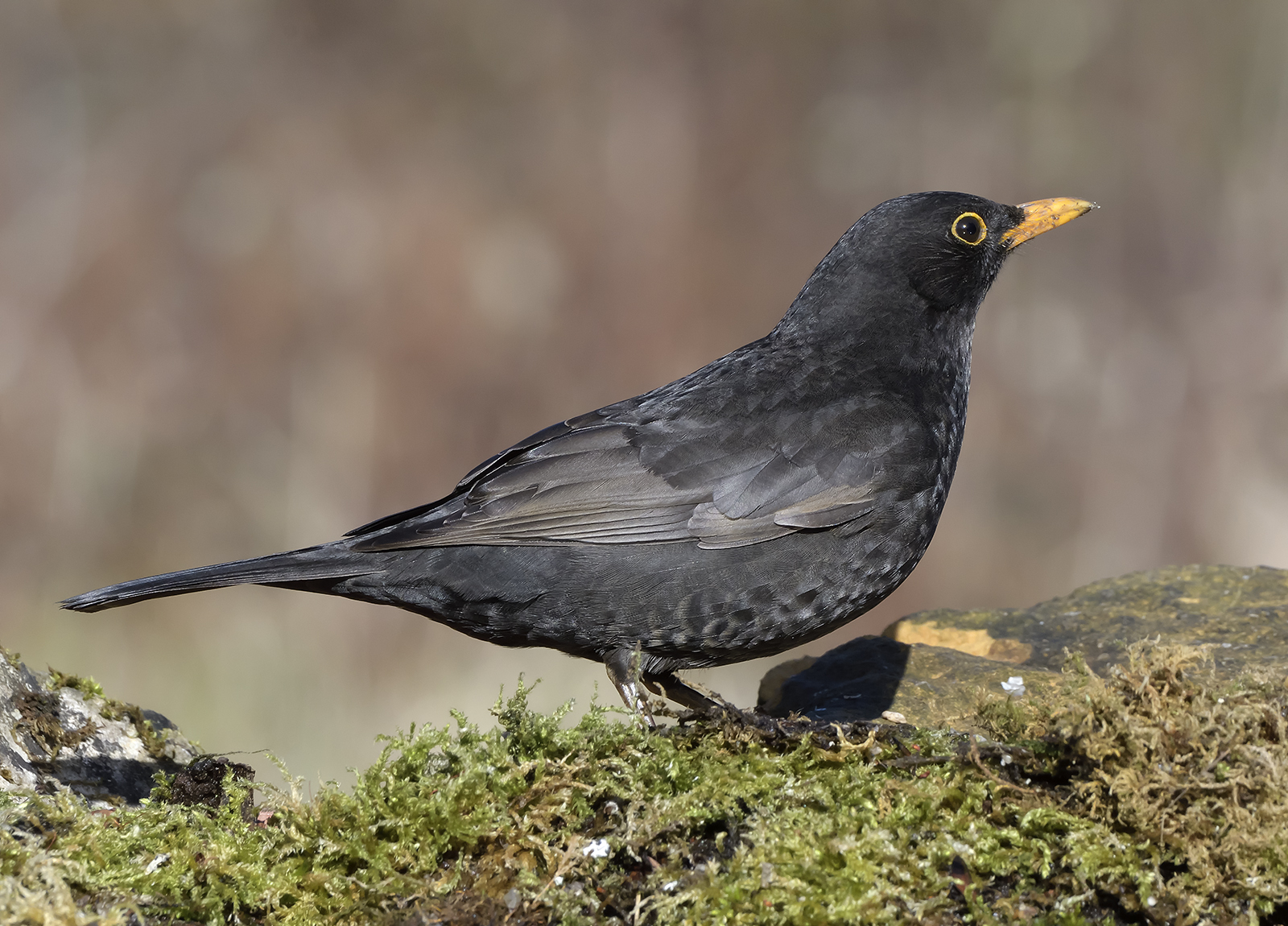 Blackbird Male 