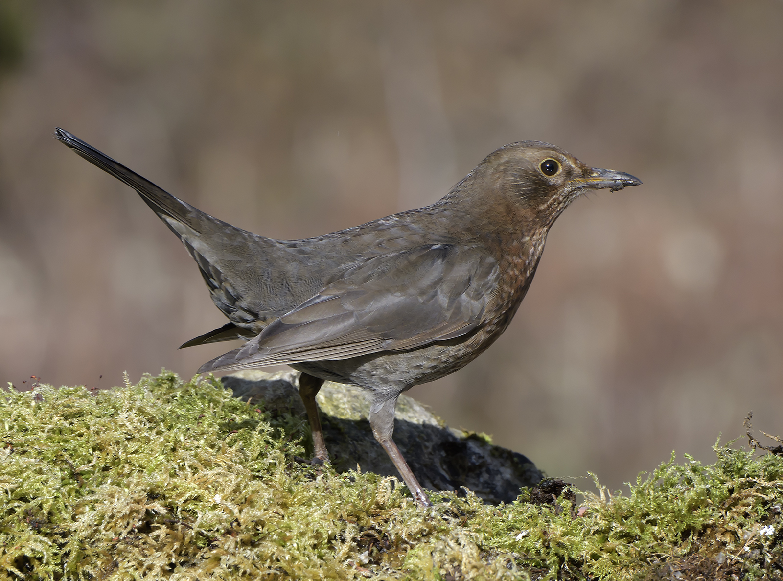 Blackbird Female 