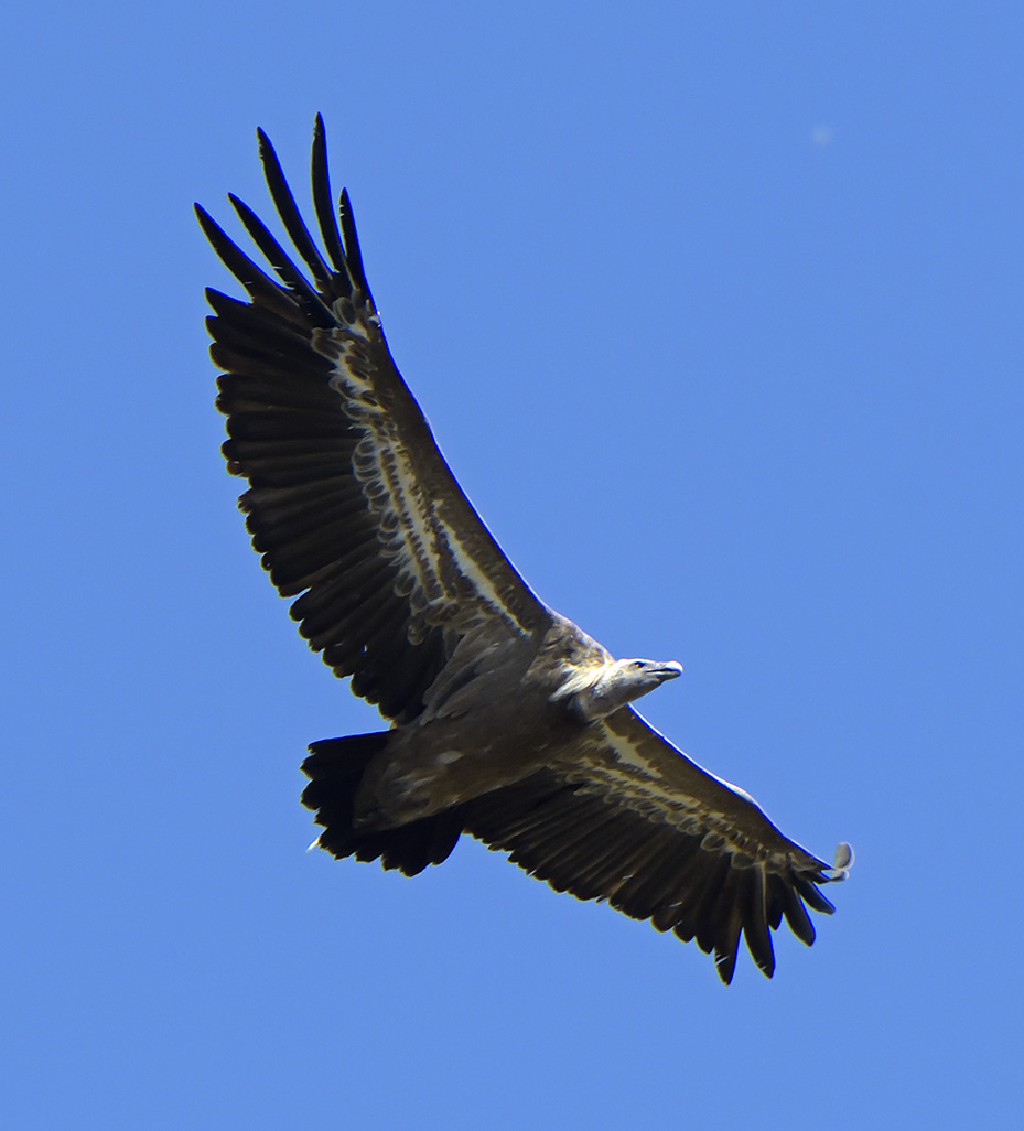 Griffon Vulture, S Spain near Ronda 