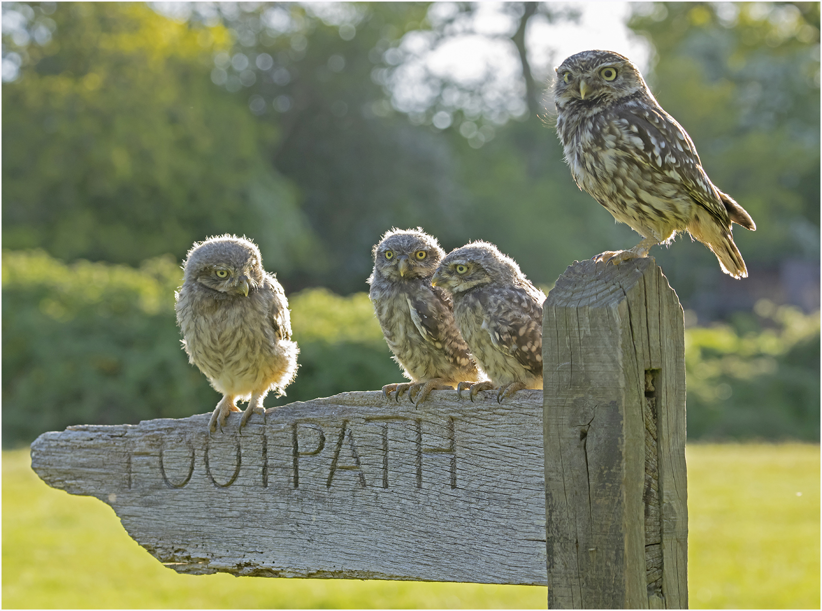 Baby Little Owls A1 Sony Camera with 200-70mm lens 