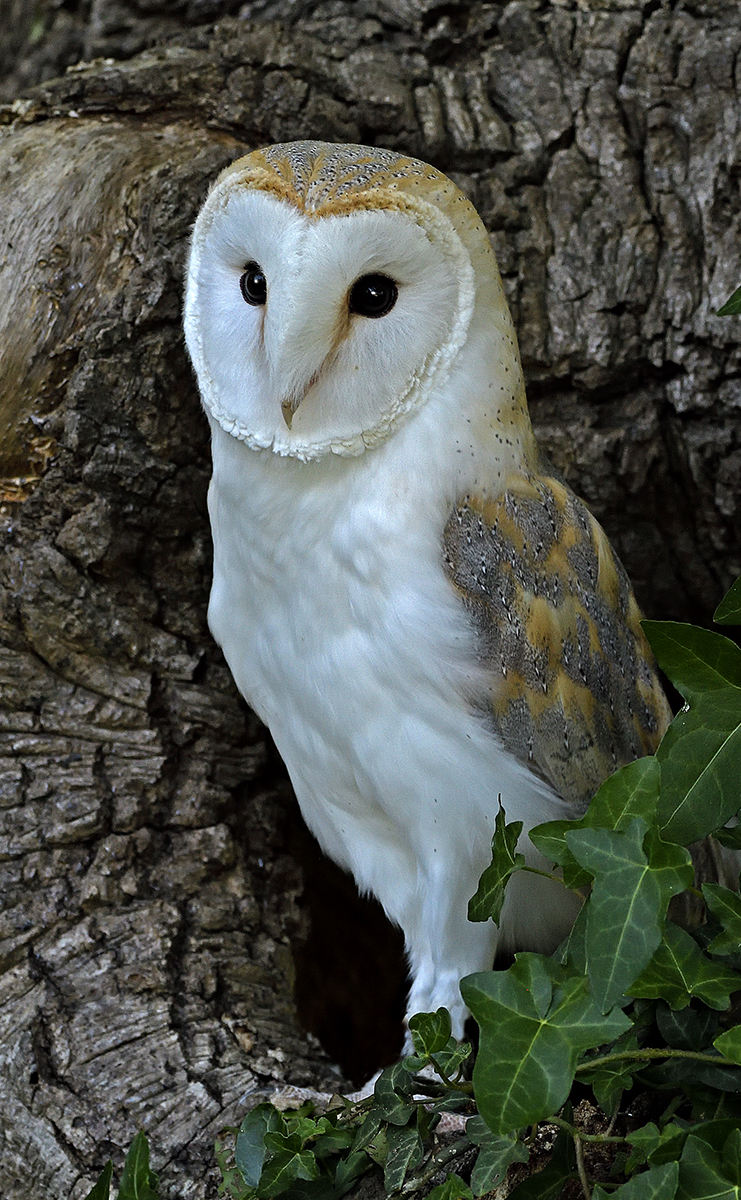 Barn Owl 