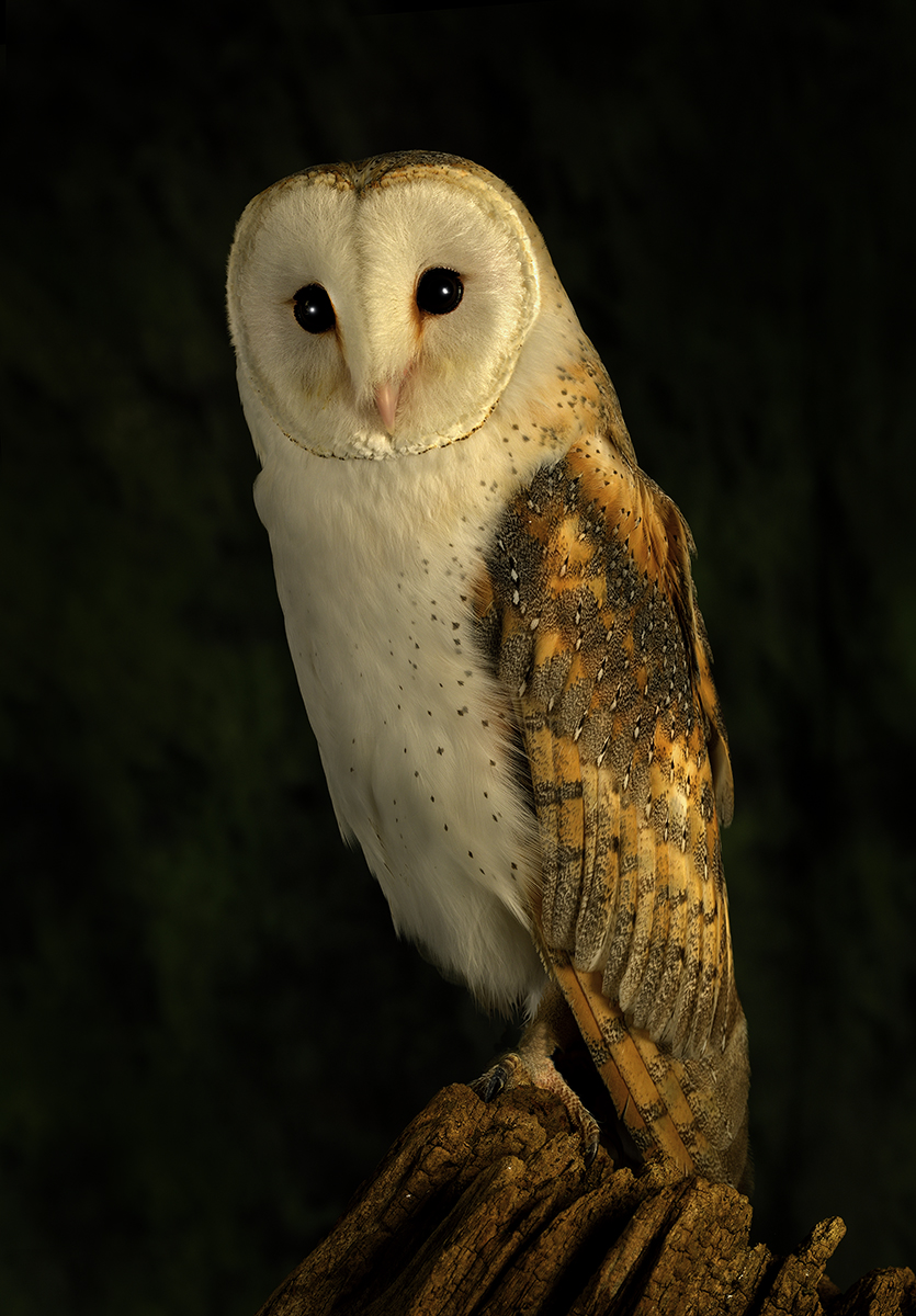 Barn Owl 