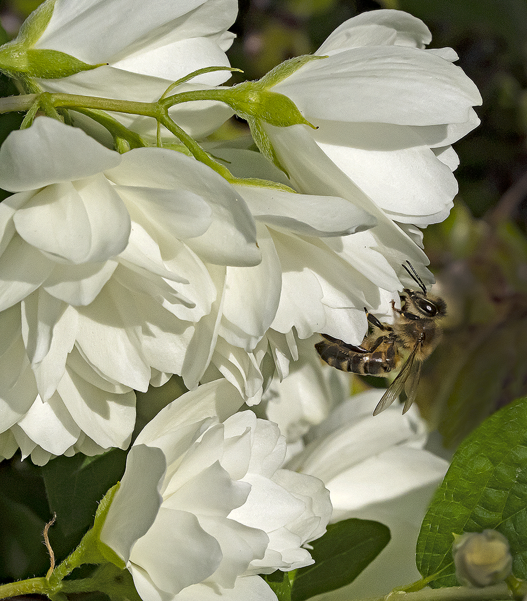 Flowers with Bee 