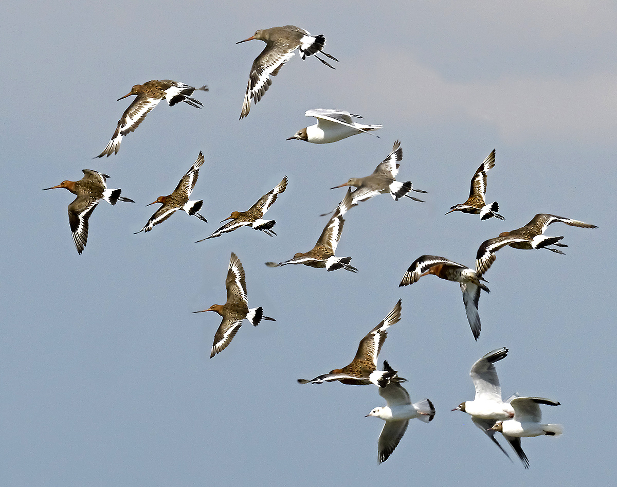 Black Tailed Godwits 