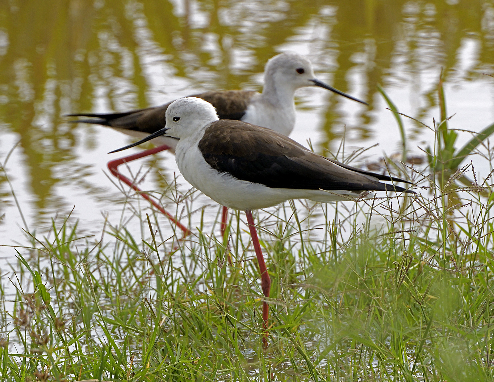 Black-Winged Stilts Kenya 