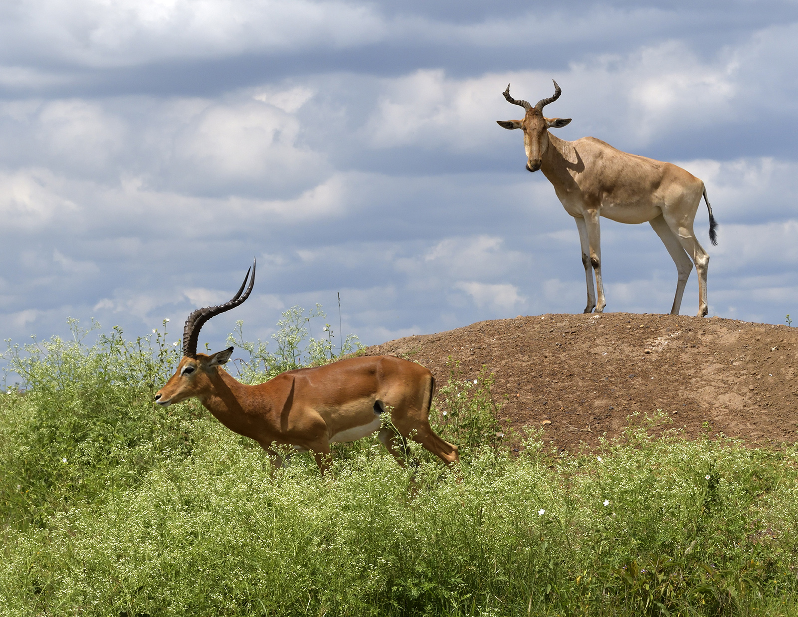 Nairobi Game Park 