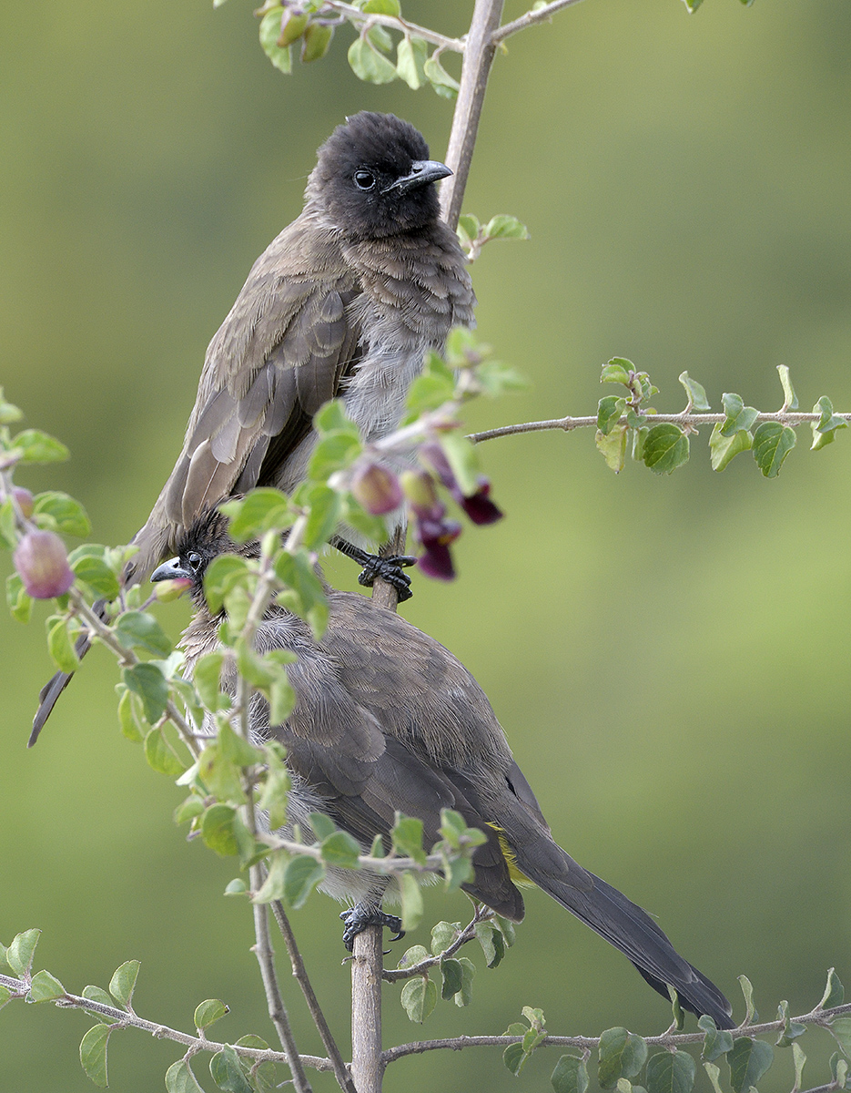 Bulbul. Kenya 