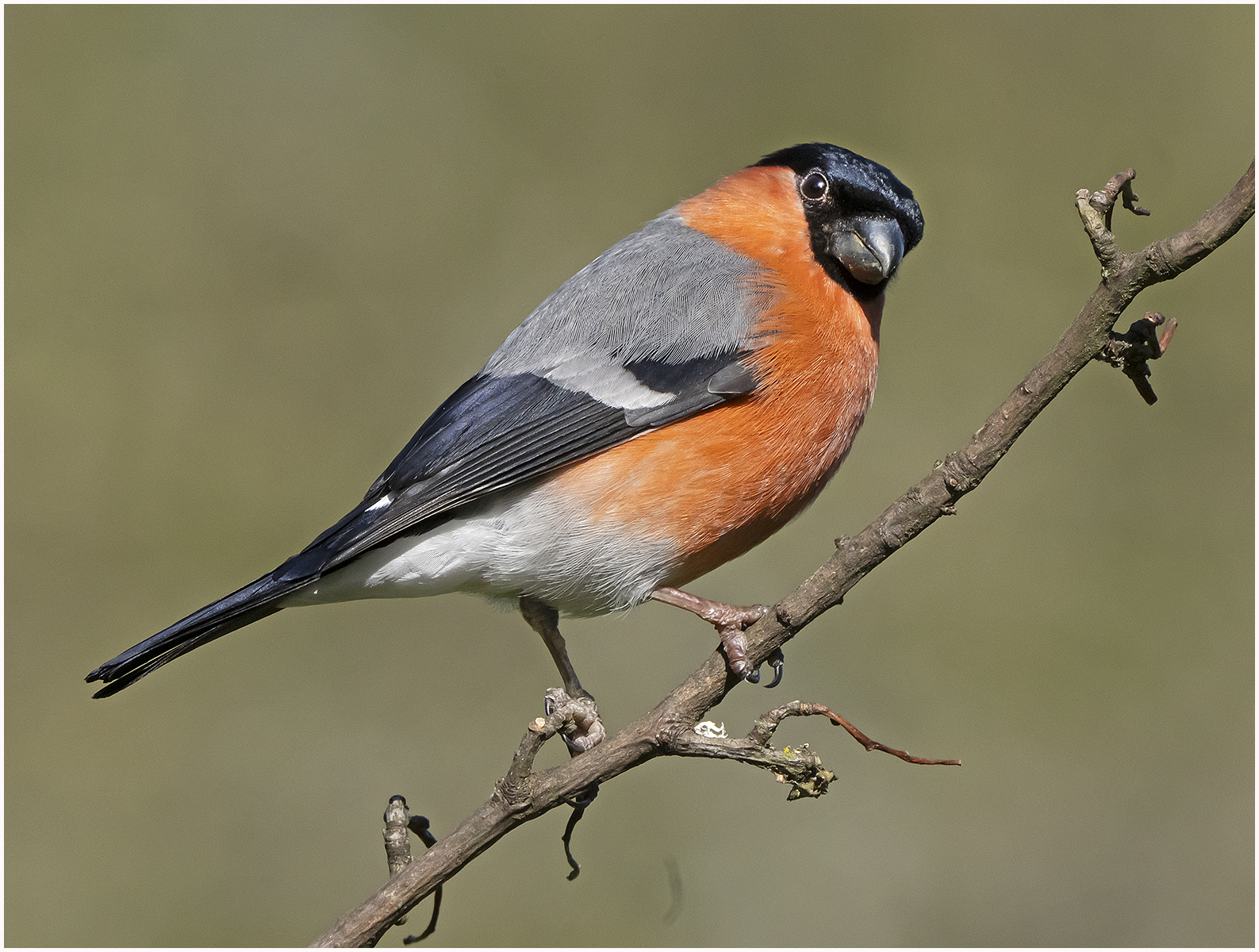 Bullfinch 