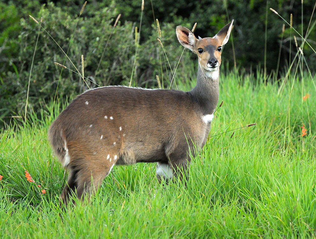 Bushbuck, S Africa 