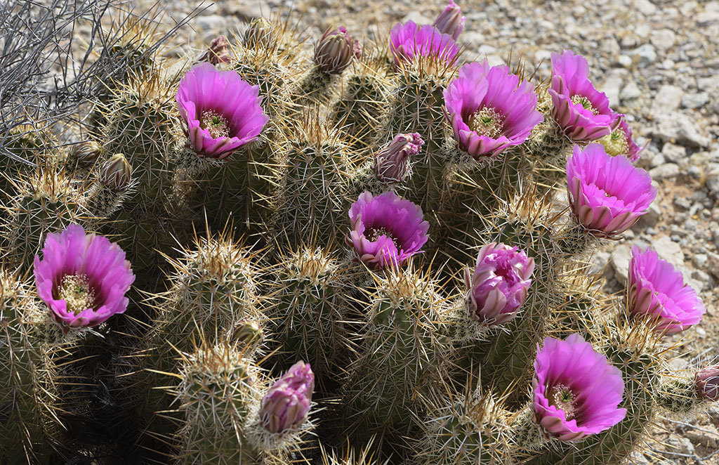 Nikon D800 Arizona USA 