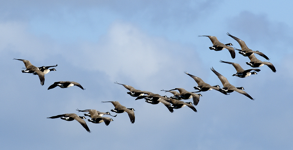 Canada Geese 