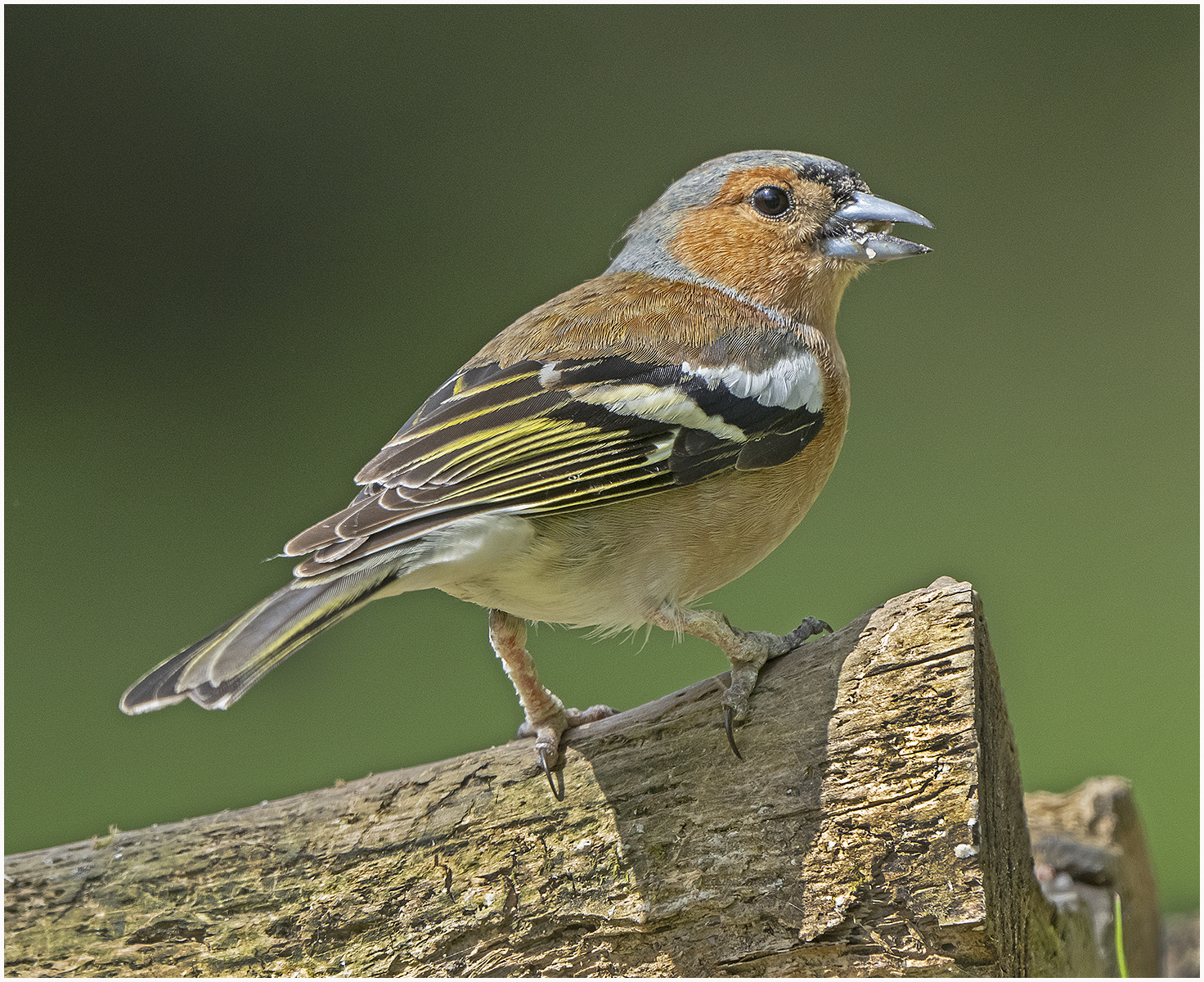 Chaffinch 