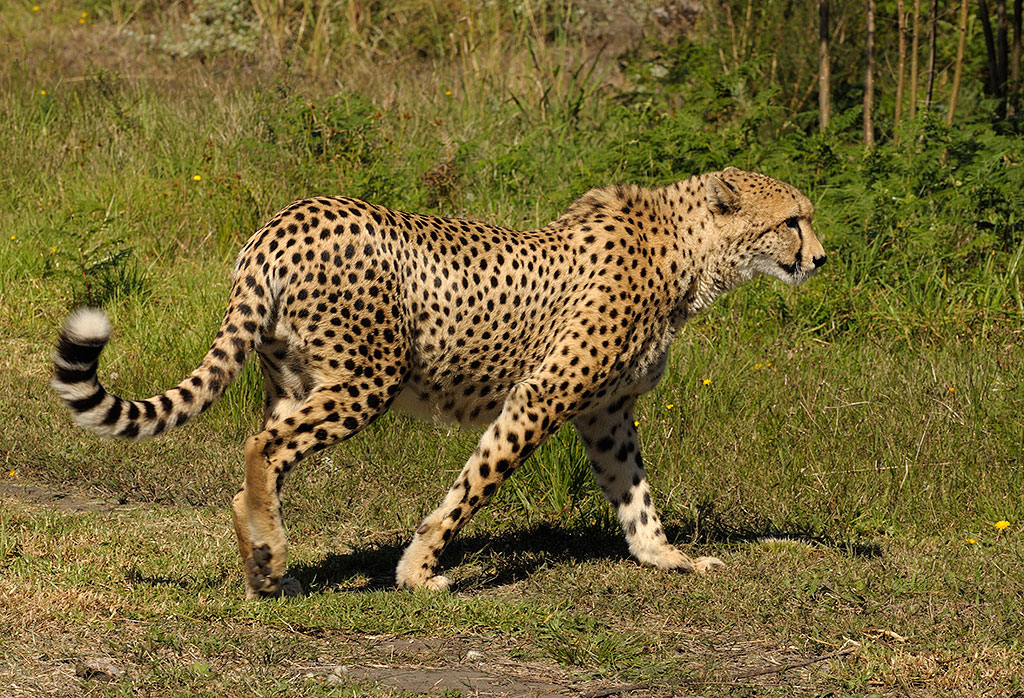 Cheetah, S Africa 