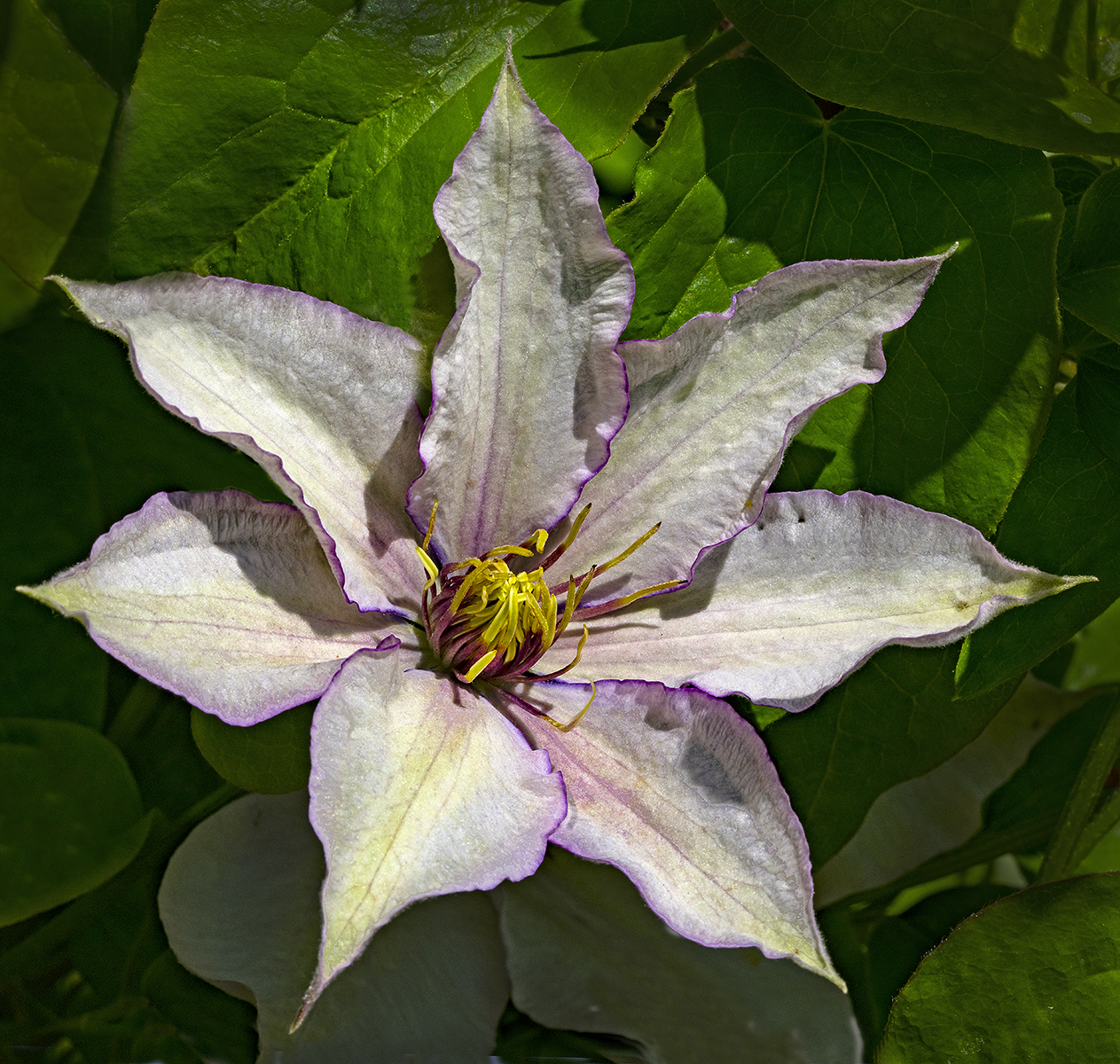 Clematis 