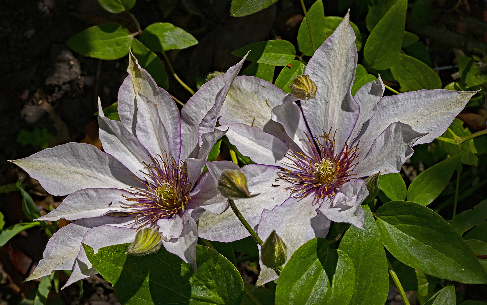 Clematis 