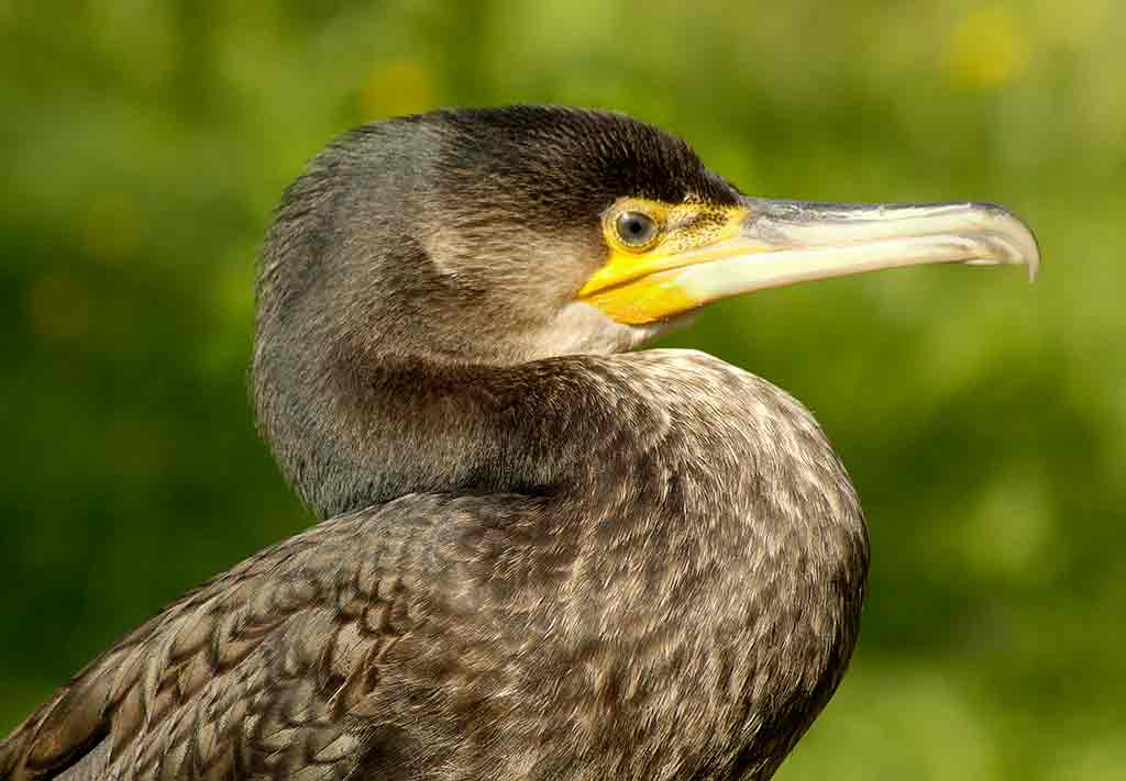 Cormorant, Pagham Harbour, W Sussex 