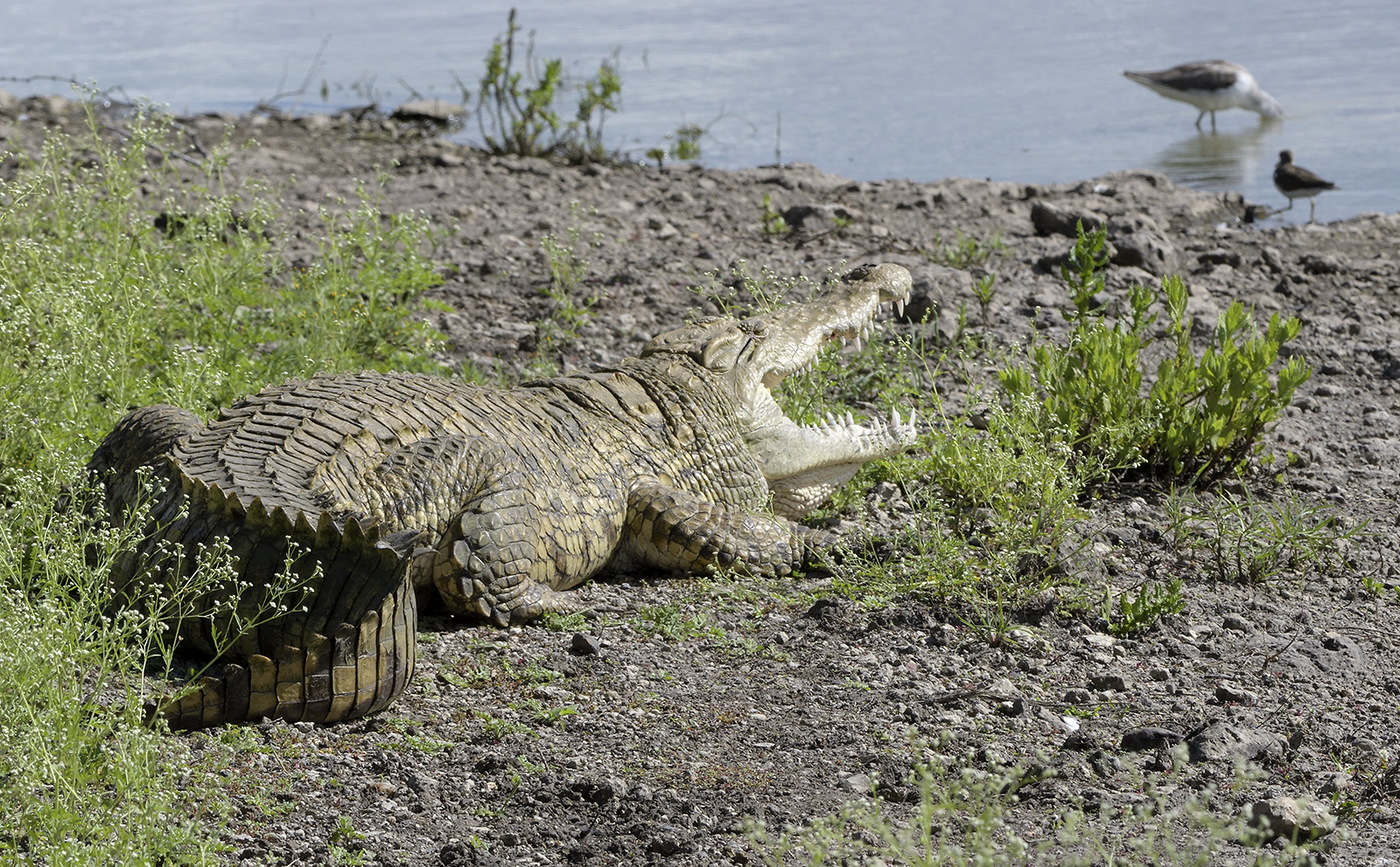 Croc in Nairobi Nat Park Kenya Nov 2019 