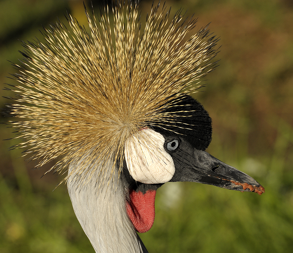 Crowned Crane S Africa 