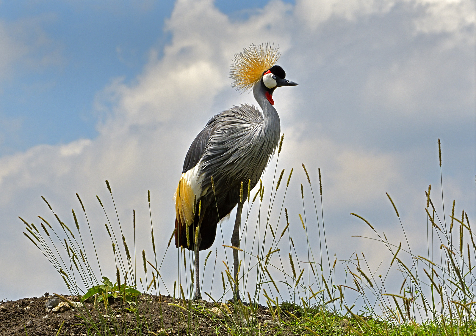 Crowned Crane Kenya 