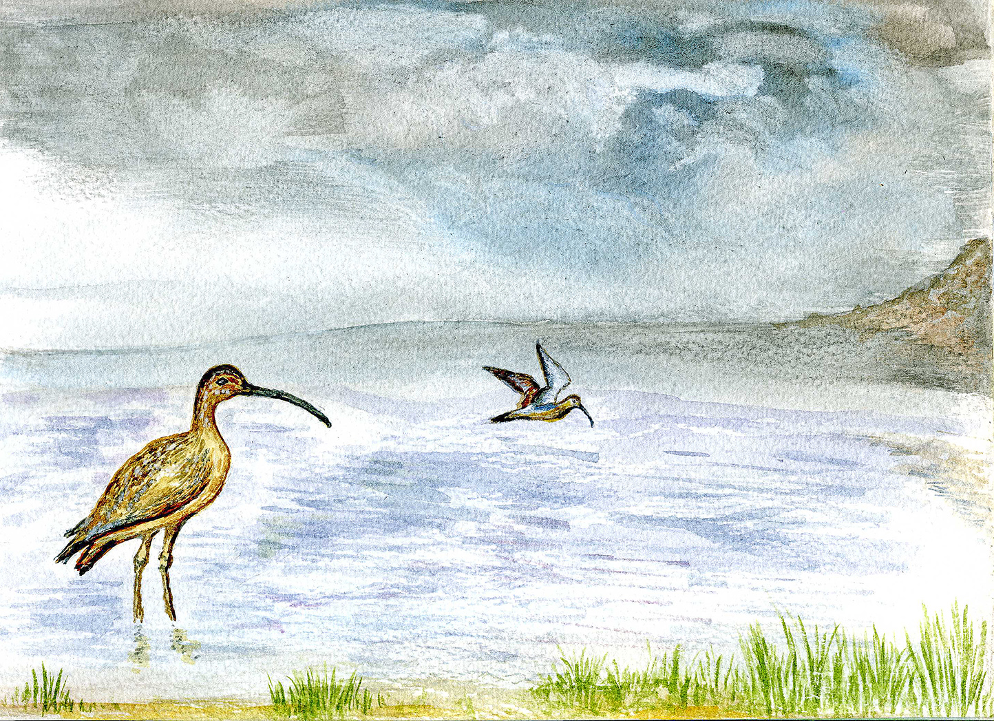 Curlew 