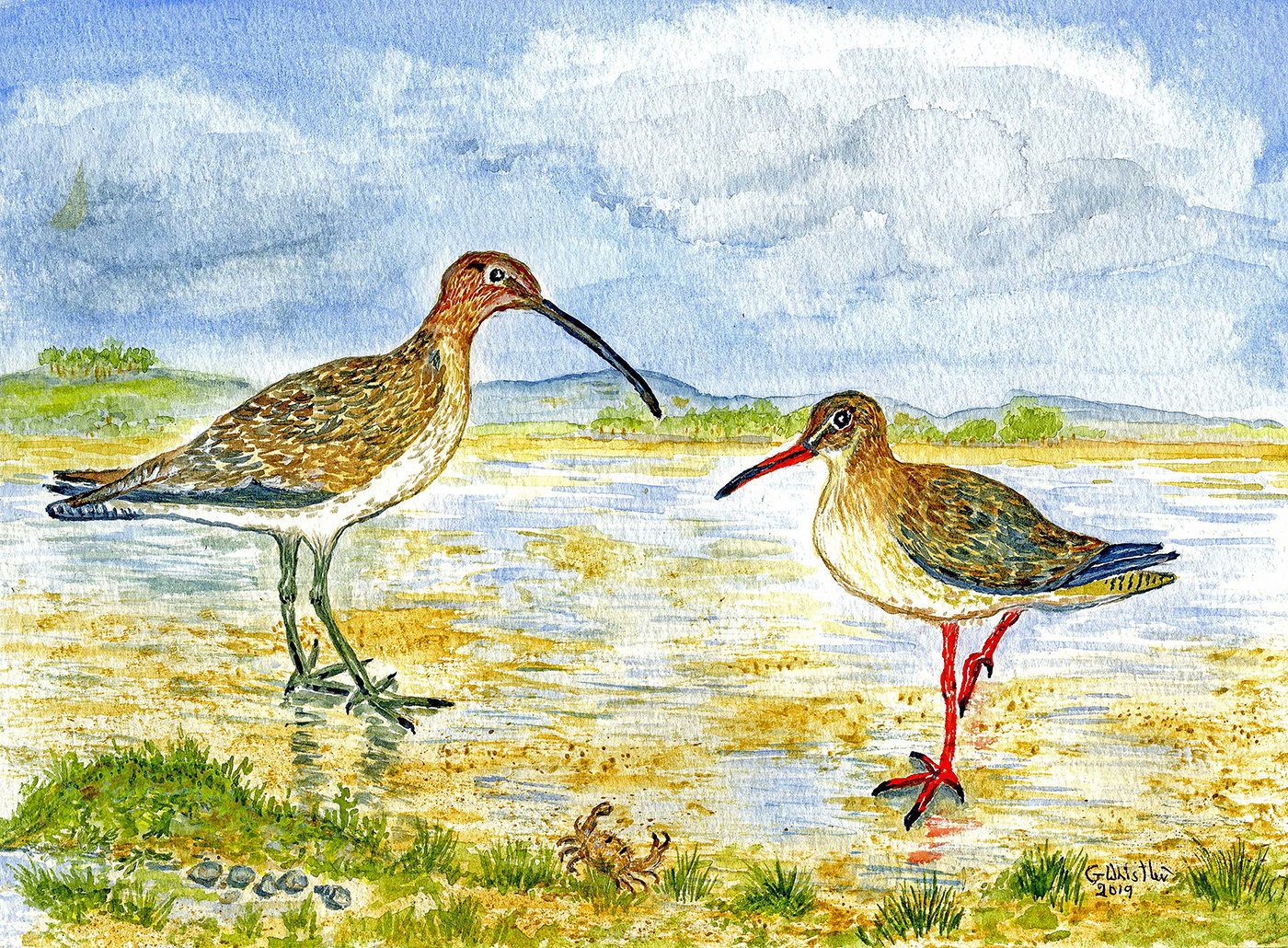 Curlew & Redshank, watercolour. 