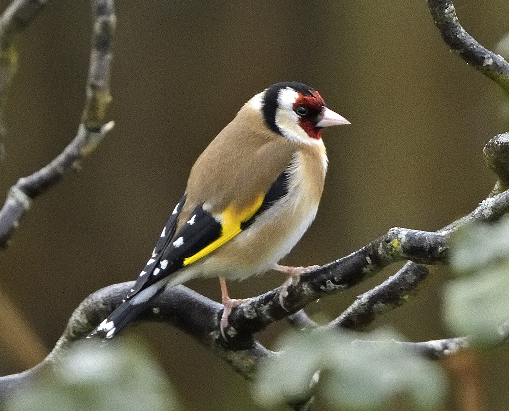 Gold Finch 