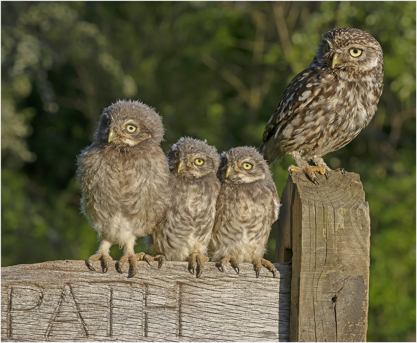 Three week old Little Owls 