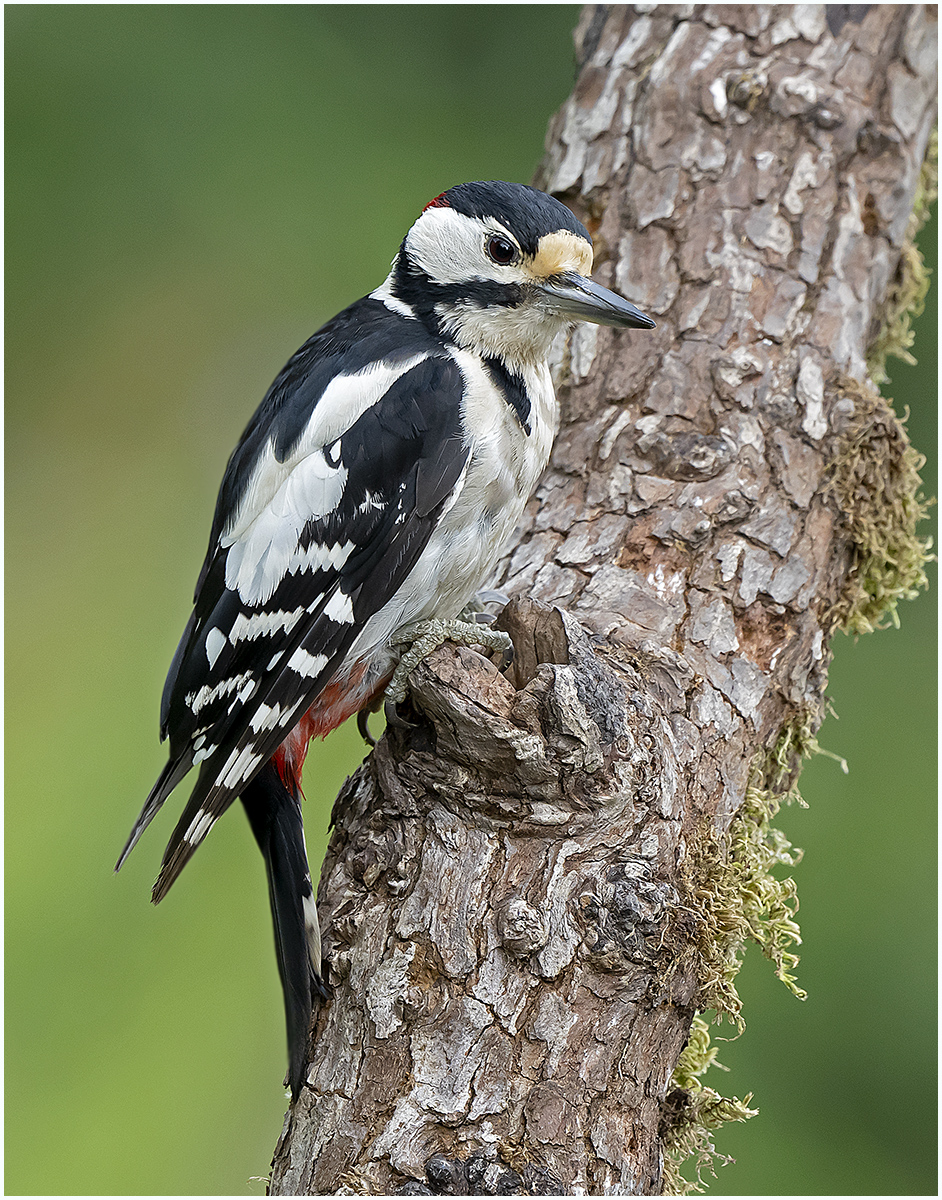 Greater Spotted Woodpecker 