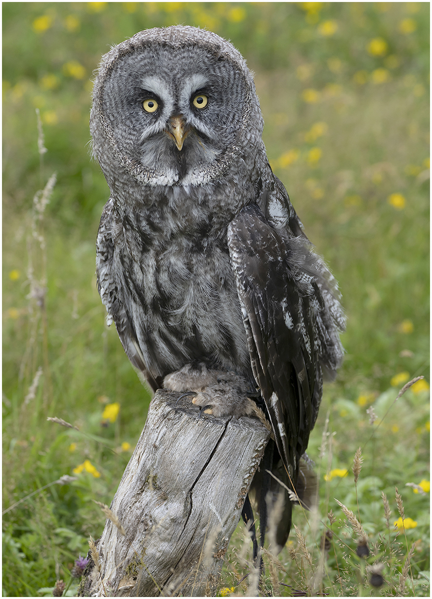 Great Grey Owl 