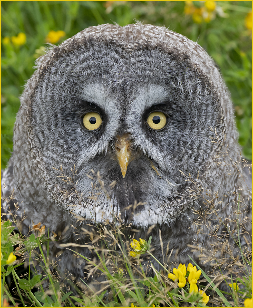 Great Grey Owl 