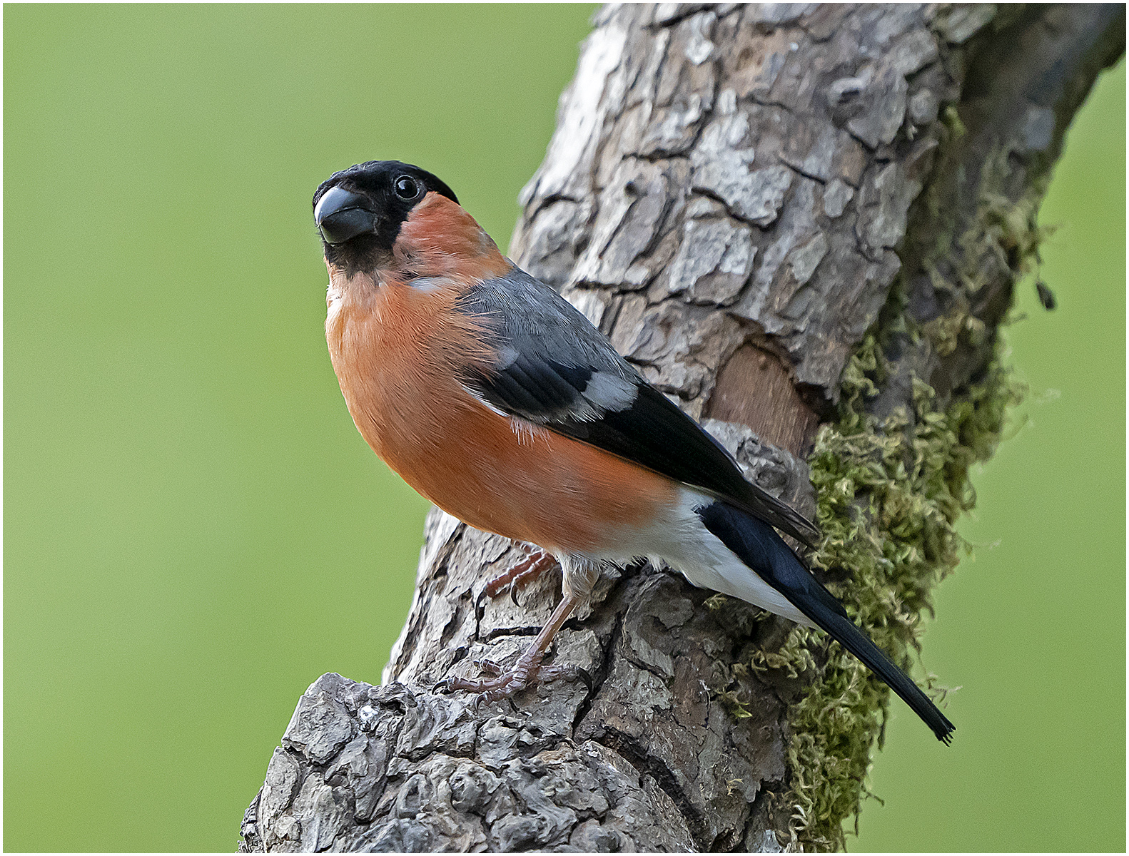 Bullfinch Sony A1 Camera with 600-200mm lens. 