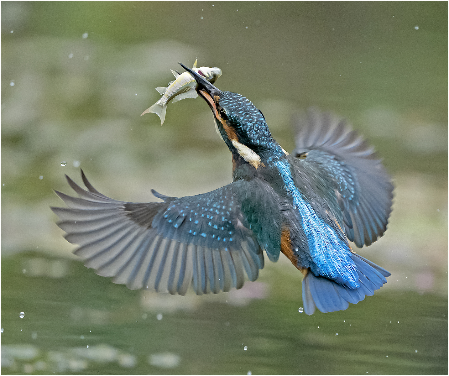 Kingfisher Sony A1 Camera 2021 