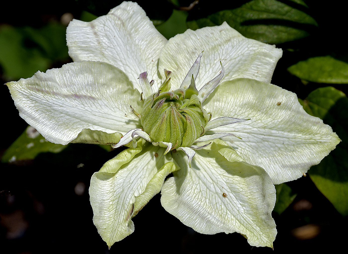 New Clematis to our garden this year with Nikon D500 