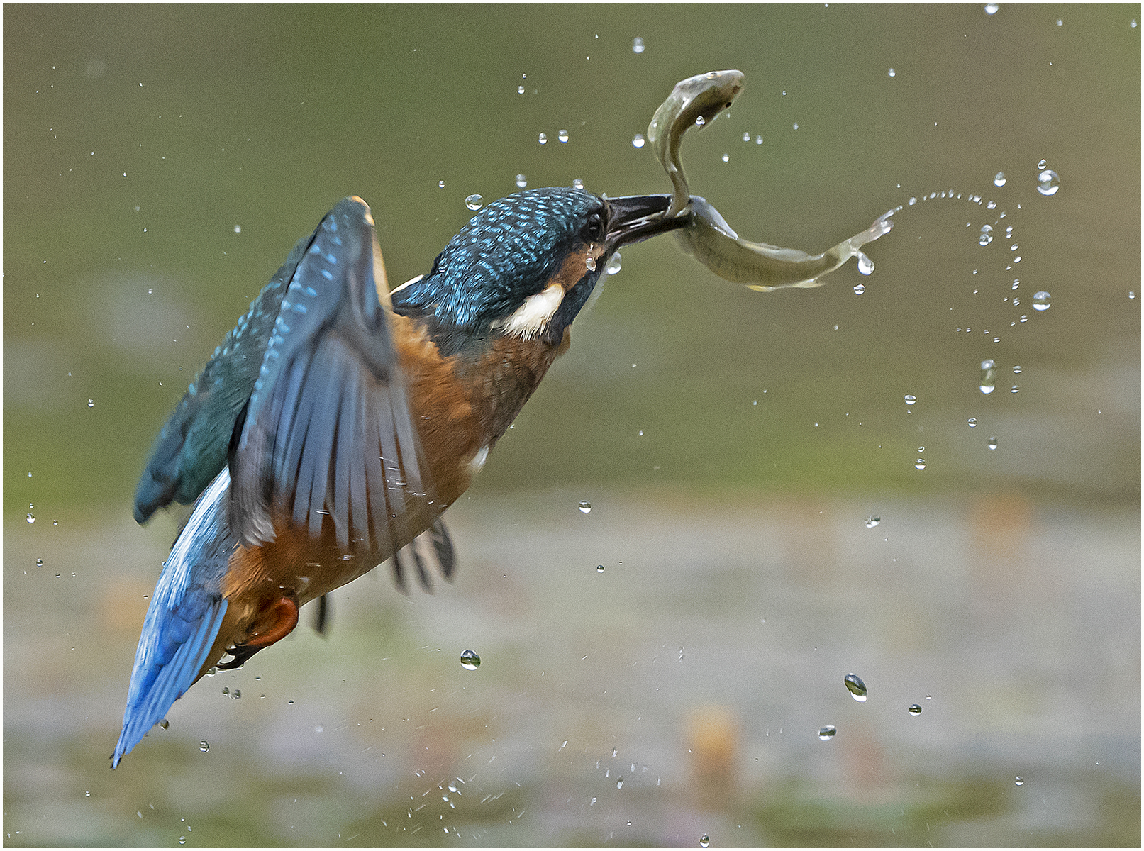 Kingfisher with 2 fish 