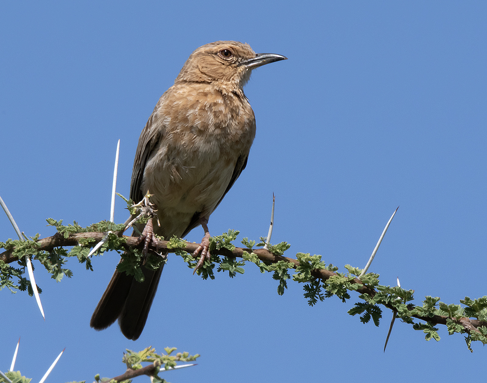 Pink-Breasted Lark. Samburu Reserve Kenya 